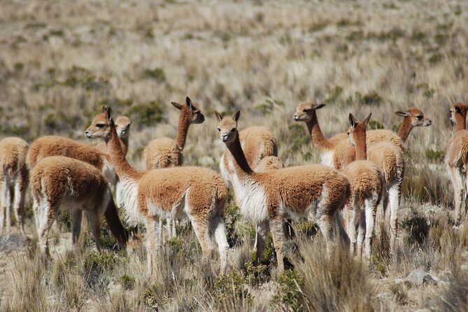 10-day Tour from Lima: Amazon Jungle, Machu Picchu and Lake Titicaca - Cusco on Foot: San Blas, Qorikancha, and a Real City Feel