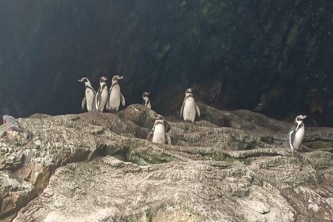 2 Days 1 Night Paracas Ica Tour from Lima - Ballestas Islands by boat: geoglyphs, sea lions, and penguins in one run