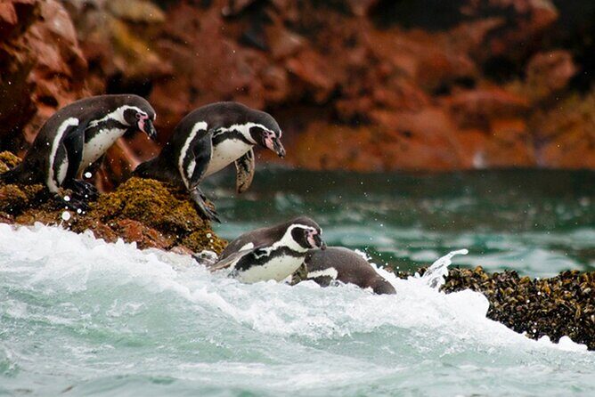 4 Day Tour from Lima: Nazca Lines Flight, Paracas, and Huacachina - Paracas waterfront time before the wildlife boat run