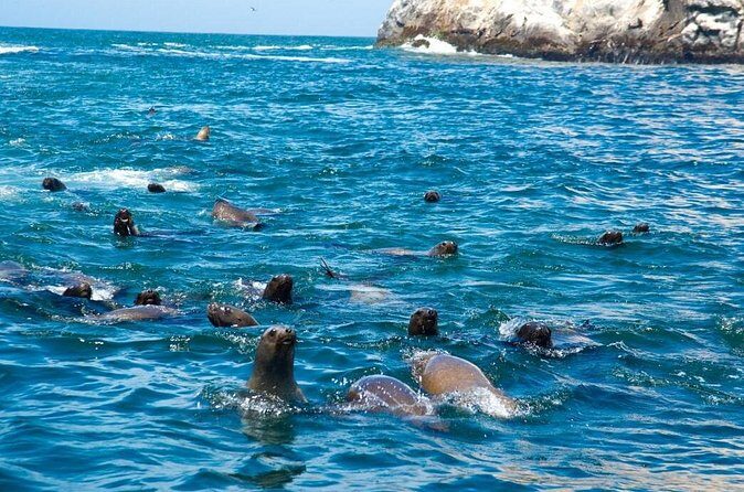 Adventure and adrenaline, swimming with SEA LIONS! & visit the Peruvian islands! - Respecting Sea Lions While Still Getting the Best Encounter