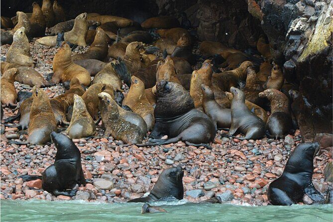 Ballestas Islands, Nazca Lines and Huacachina Tour from Lima - The 3:30 am start: what you gain (and what you don’t)