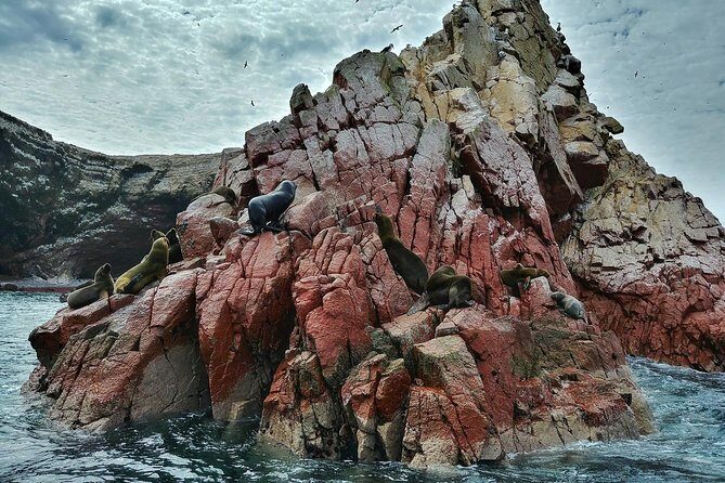 Ballestas Islands Tour & Paracas Reserve from Lima - Full Day - Ballestas Islands speedboat: wildlife viewing at close range