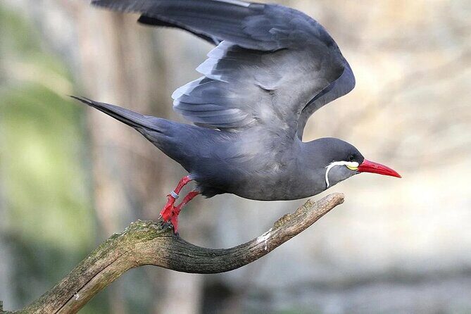 Birdwatching & Landscaping Tour in Lima - Key highlights you’ll feel fast