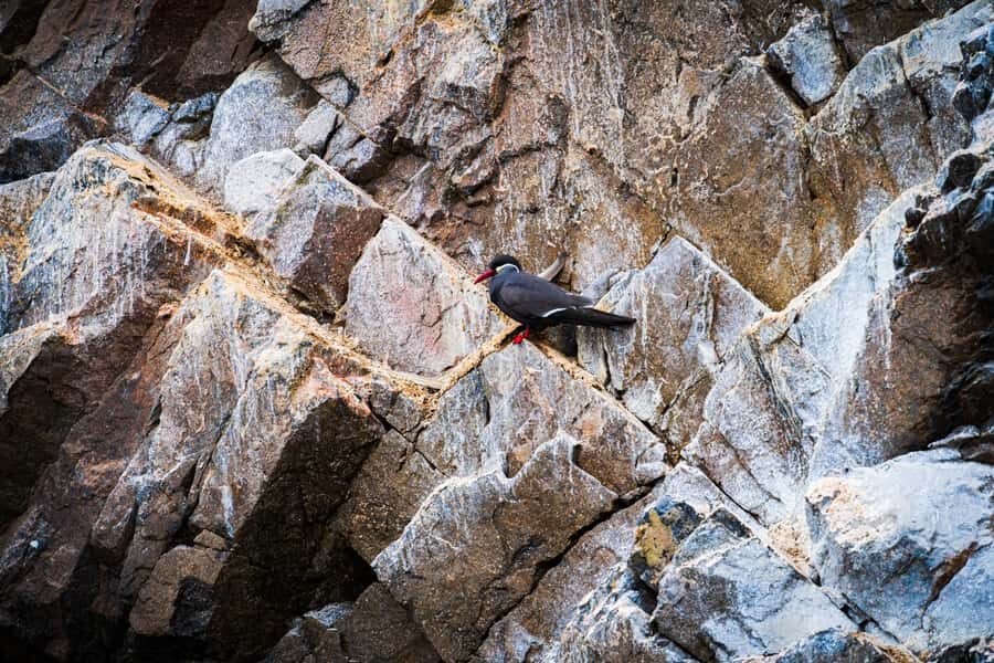 From Lima: Ballestas Islands, Huacachina, and Vineyard Tour - Group size, guides, and languages: what “personalized” means here