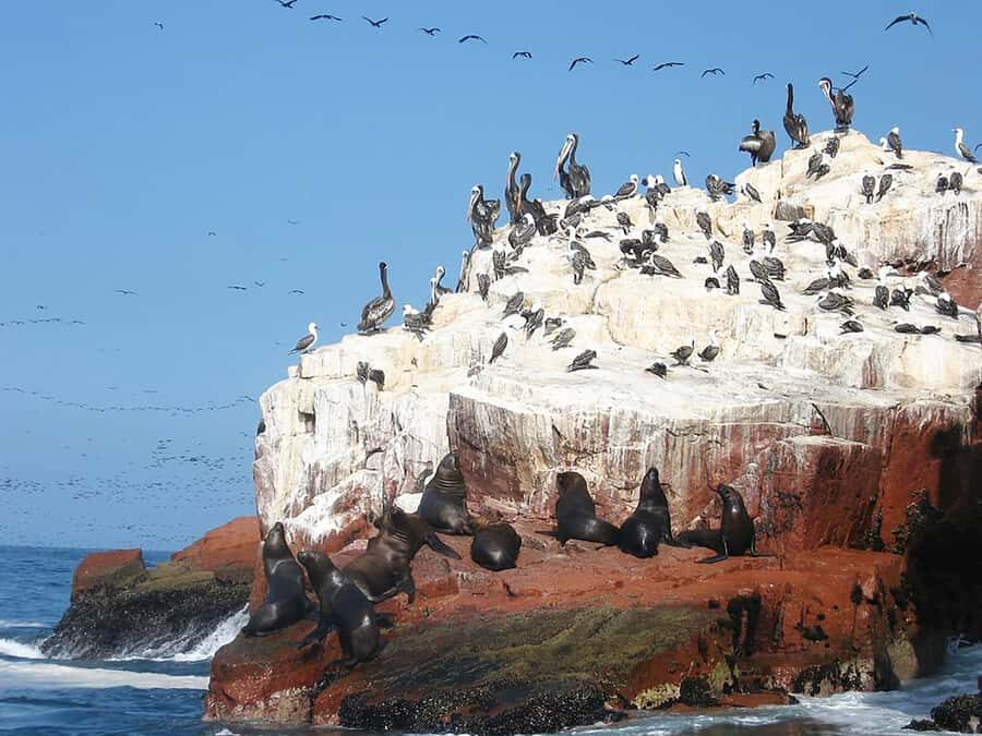 From Lima: Ballestas Islands, Huacachina, and Vineyard Tour - The Pisco vineyard visit: learning, then tasting