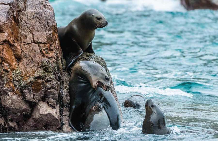 From Lima: Full Day Tour (Paracas + Huacachina) - Price and value: what $74 really covers
