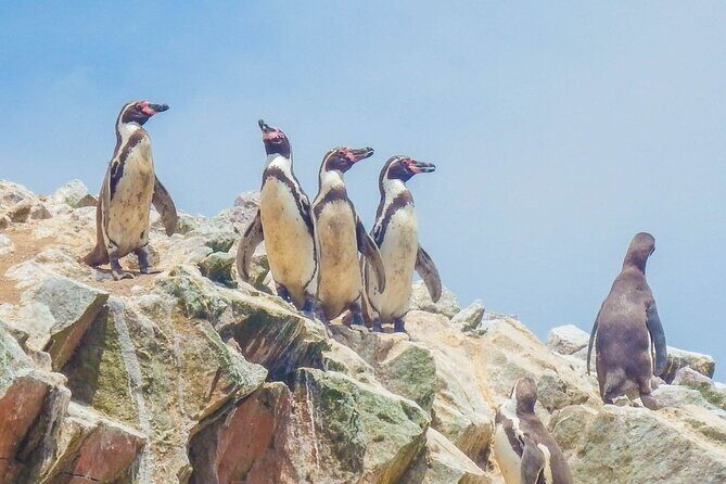 From Lima: PARACAS, ICA and OASIS HUACACHINA, ALL INCLUSIVE - Key things to know before you go