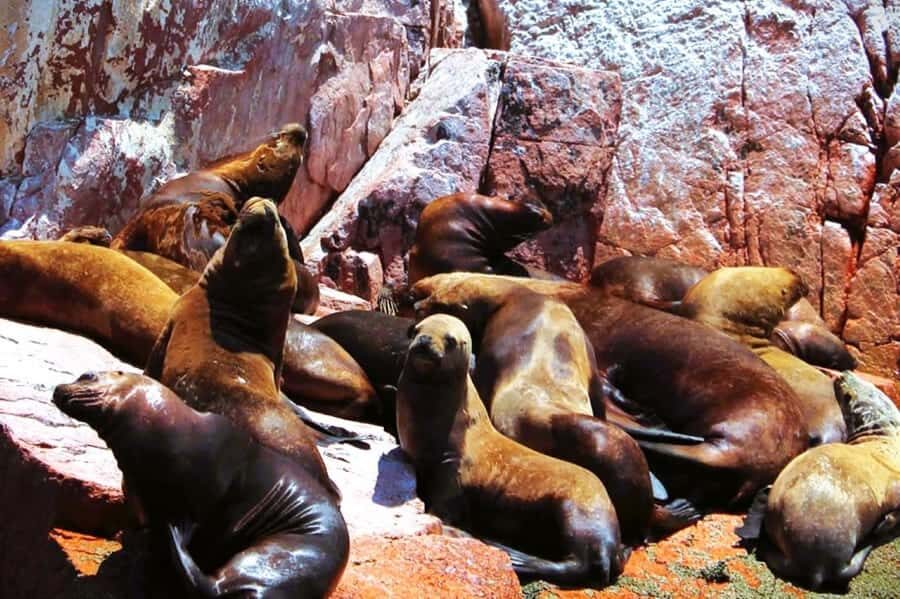 From Lima:Paracas Ballestas Islands and Ica Oasis 1 day Tour - Key things to know before you go