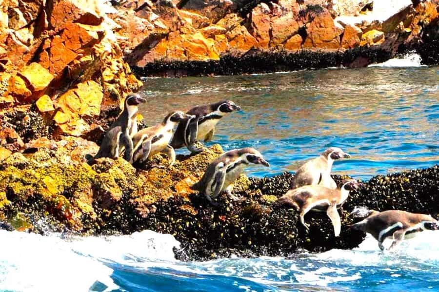 From Lima:Paracas Ballestas Islands and Ica Oasis 1 day Tour - Nie tto winery and pisco tasting: what you should expect