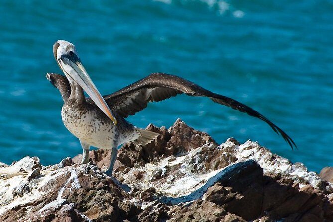 Full Day Group Tour Paracas and Ica from Lima - Key Highlights Worth Your Attention