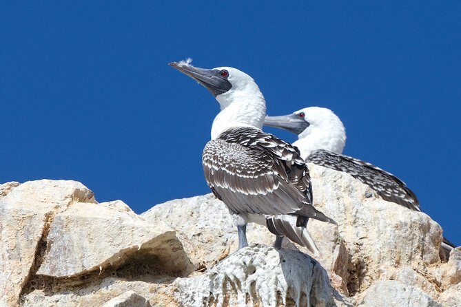 Full Day Group Tour Paracas and Ica from Lima - Why This Paracas to Ica Day Trip Makes Sense From Lima