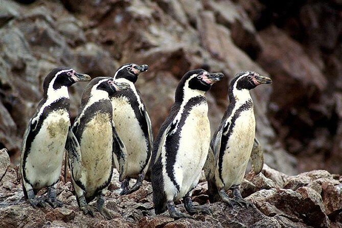 Full Day Group Tour Paracas and Ica from Lima - Wildlife Boat Time: How to Make the Most of It