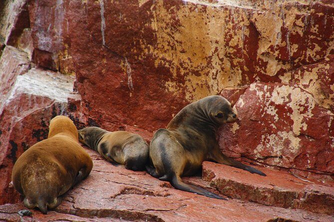 Full Day Group Tour Paracas and Ica from Lima - Guide Energy and Group Size: The Difference Between Ok and Great