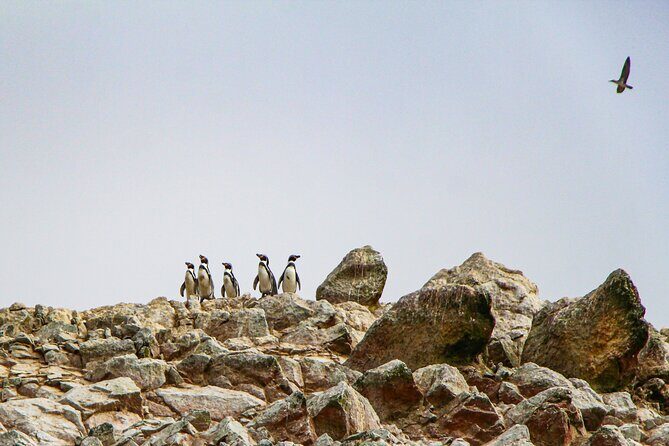 Full Day in Paracas, Ballestas Islands, Ica, Huacachina - Subtanjalla wineries and pisco tasting: what’s included (and how to enjoy it)