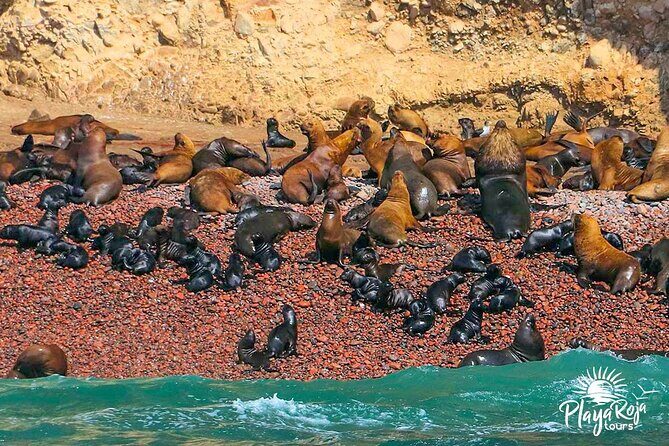 full day of Lima: Paracas and Huacachina ica in luxury mobility! - Paracas National Reserve beaches: four stops, one bilingual guide, real variety