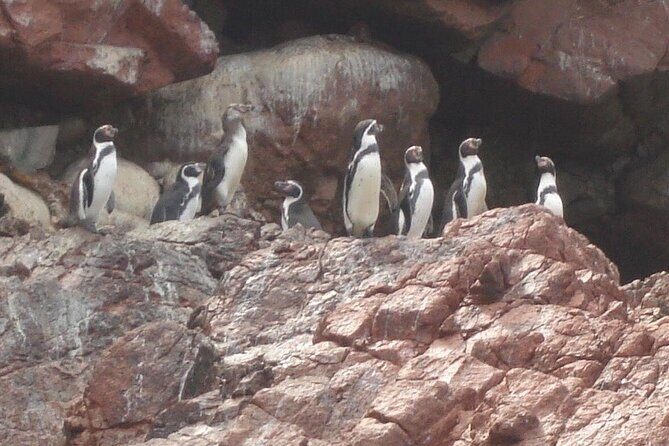 Full Day Paracas Islas Ballestas with Sandboarding and Dune Buggy - Who should book this tour?