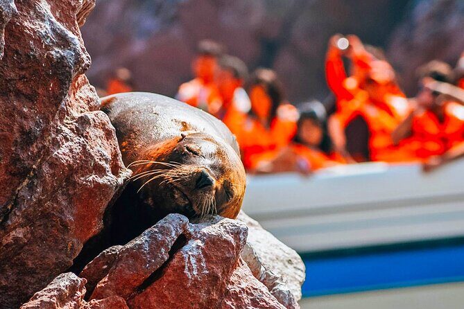 Full Day Tour From Lima: Paracas and Huacachina Oasis - What Can Go Wrong: Communication, Crowds, and One Tough Recovery Story
