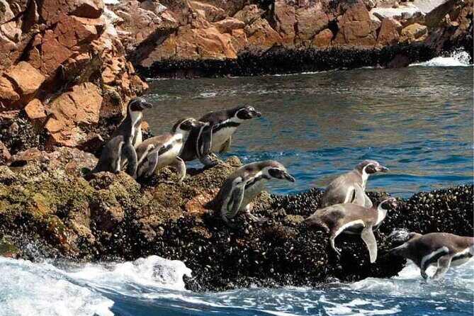 Guided Adventure to Paracas and Huacachina from Lima - Paracas and the Ballestas Islands boat tour: wildlife + rock formations