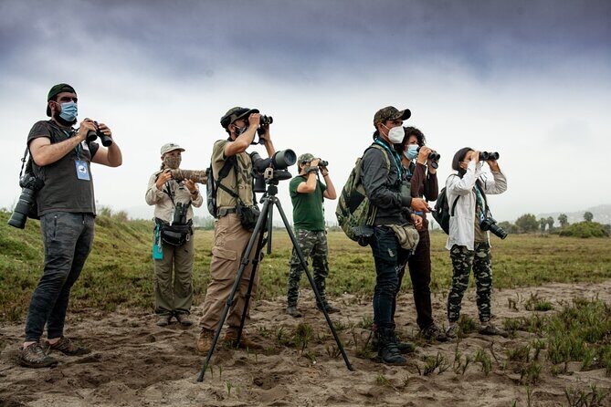 Half-Day Private Birdwatching Tour in Lima - Humedal Pantanos de Villa: where 210+ species are on the radar