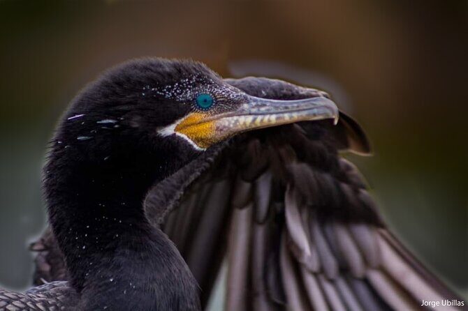 Half-Day Private Birdwatching Tour in Lima - What the itinerary structure means for your bird list