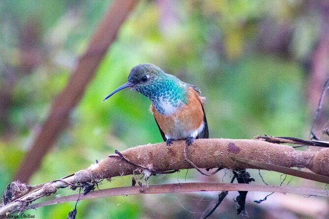 Half-Day Private Birdwatching Tour in Lima - Getting to the start: pickup and meeting point tips
