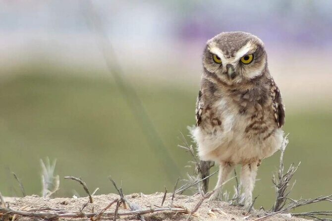 Half-Day Private Birdwatching Tour in Lima - Who this half-day bird tour is best for