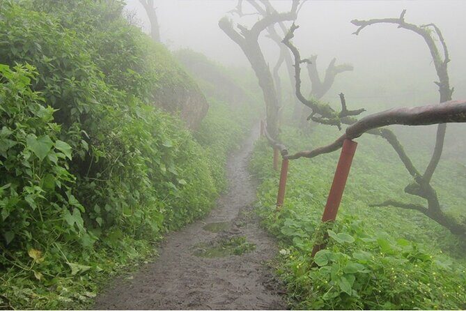 Hiking in Lima, Lomas de Lachay - Lomas de Lachay: the foggy desert you didn’t expect