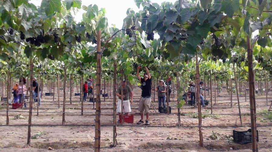 Ica: Tacama Winery and Pisco Tasting Tour with Hotel Pickup - Price and value: is $35 per person a good deal?