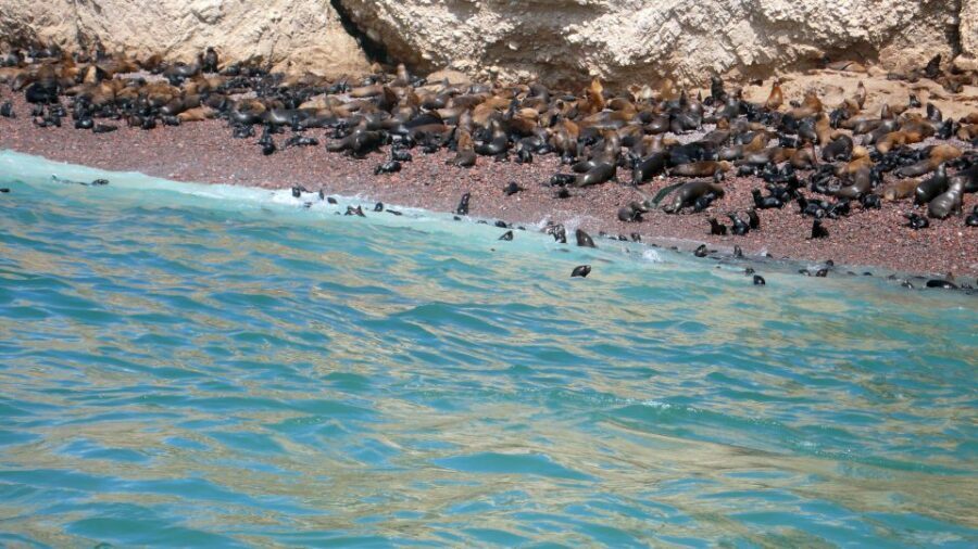 Lima: Ballestas & Huacachina Day Trip w/ Nazca Lines Flight - Huacachina Oasis: lagoon time, lunch, and the sandboarding decision