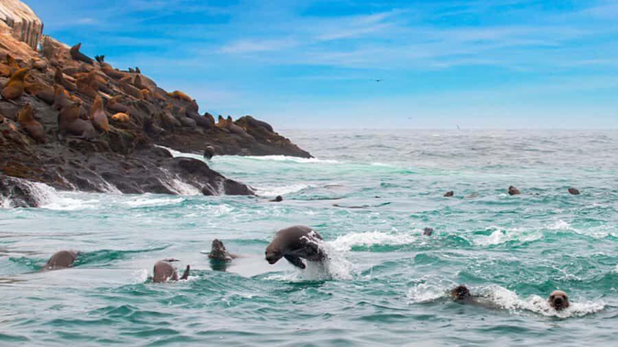 Lima | Islas Palomino Tour | Swim with Sea Lions - Returning through cliffs and islets, plus the snack before the pier