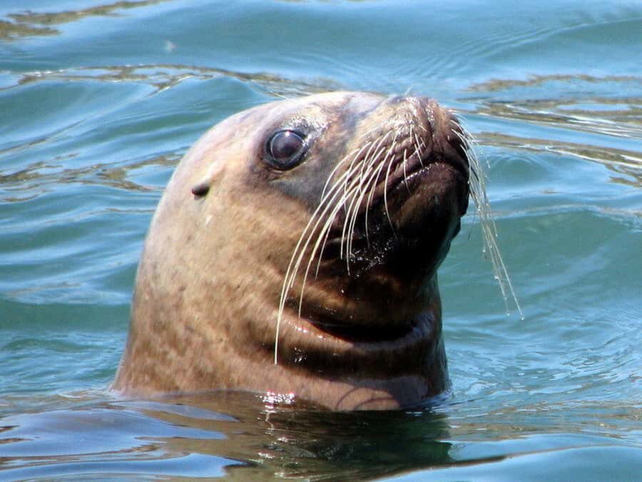 Lima | Islas Palomino Tour | Swim with Sea Lions - Price and value: what $79 buys you for a Palomino sea lion swim