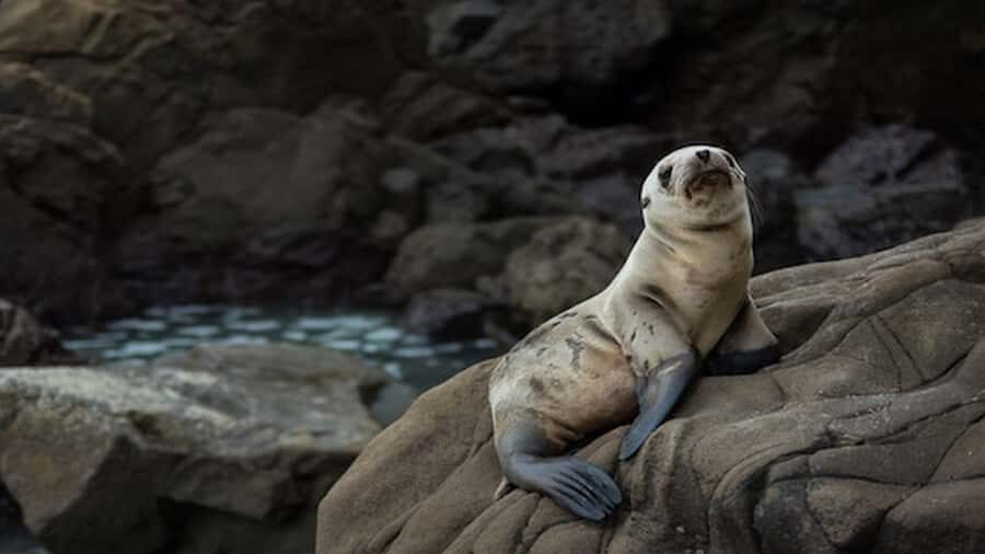 Lima | Islas Palomino Tour | Swim with Sea Lions - Who this tour fits best (and who should think twice)