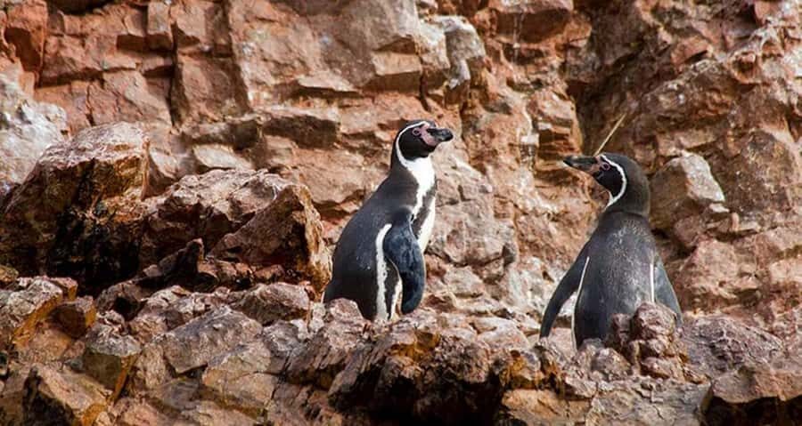 Lima | Islas Palomino Tour | Swim with Sea Lions - After the tour: easy nearby options in Chucuito and La Punta