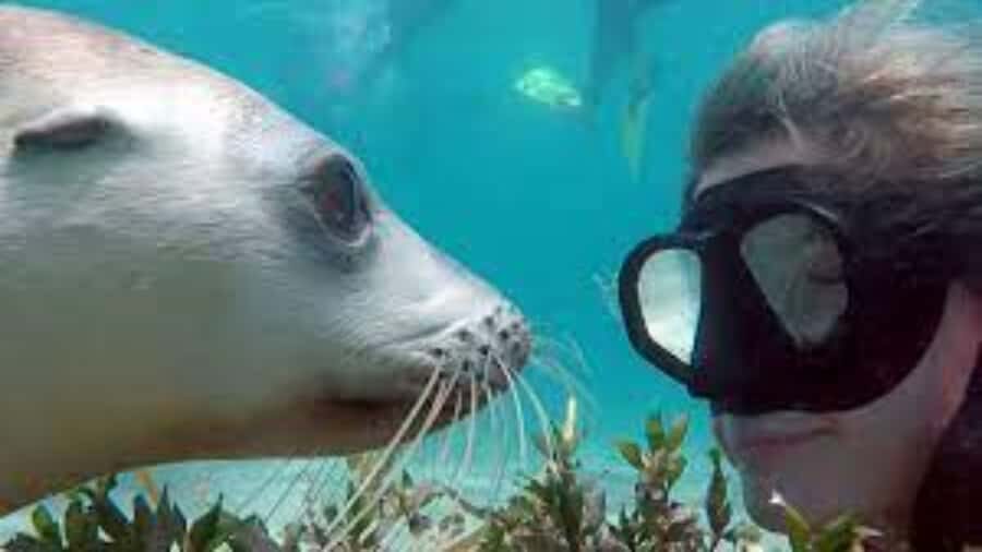 Lima | Islas Palomino Tour | Swim with Sea Lions - The Palomino Island sea lion swim: close contact with real safety support