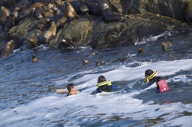 Lima: Palomino Islands Excursion & Swimming with Sea Lions with Hotel Transfers - Key things I’d bookmark before you go