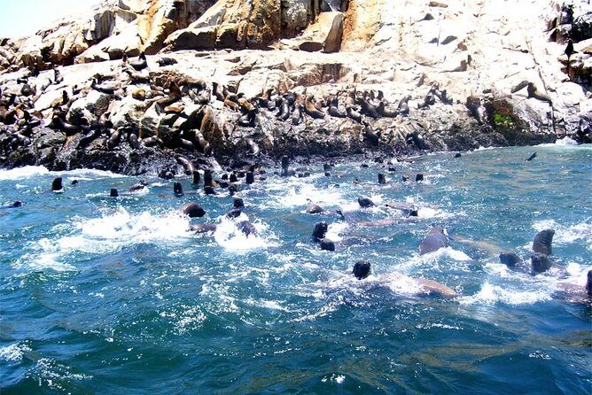 Lima: Palomino Islands Excursion & Swimming with Sea Lions with Hotel Transfers - Why the Palomino Islands Swim Works So Well