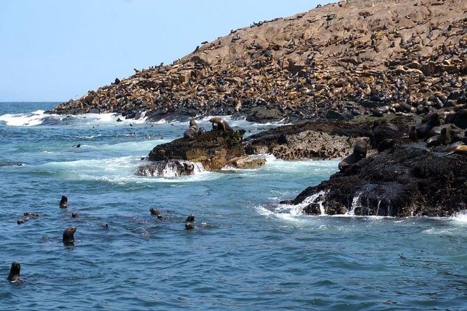 Lima: Palomino Islands Excursion & Swimming with Sea Lions with Hotel Transfers - The Sea Lion Swim: Wetsuit Help, Cold Water, and Real Expectations