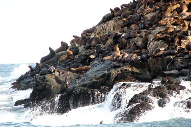 Lima: Palomino Islands Excursion & Swimming with Sea Lions with Hotel Transfers - Open-Air Boat Reality: Sun, Sea Sickness, and Getting Through the Ride
