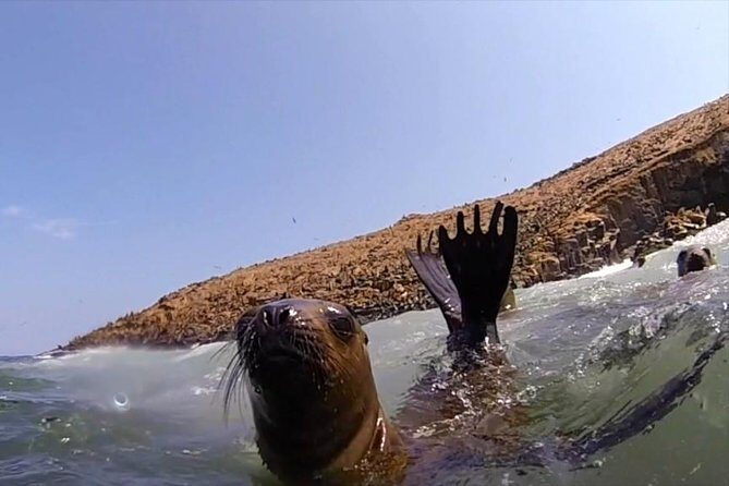 Lima: Palomino Islands Excursion & Swimming with Sea Lions with Hotel Transfers - Snacks, Drinks, and Timing on a 4.5-Hour Morning