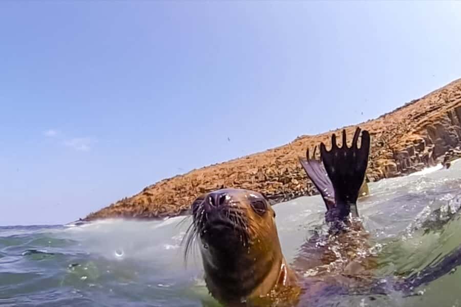 Lima: Palomino Islands Speedboat Tour & Swim with Sea Lions - Key highlights you’ll actually care about