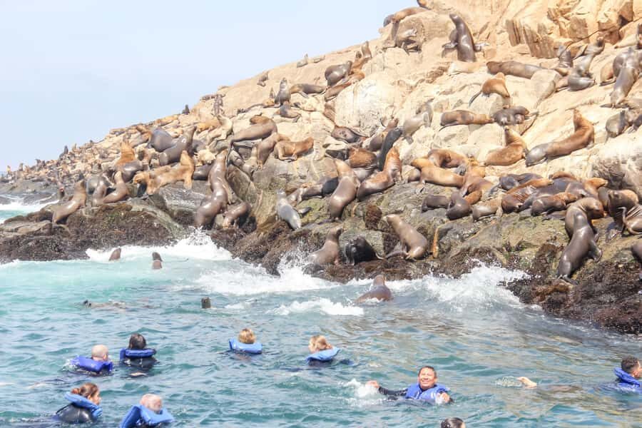 Lima: Palomino Islands Speedboat Tour & Swim with Sea Lions - Leaving Lima for the Palomino Islands: what this half-day really feels like