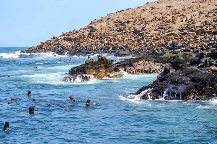 Lima: Palomino Islands Speedboat Tour & Swim with Sea Lions - Swimming with sea lions: your wetsuit, your life jacket, and the “wow” moment