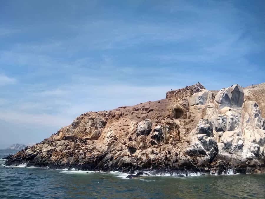 Lima: Palomino Islands Speedboat Tour & Swim with Sea Lions - Birdwatching off the Pacific: what you can look for during the cruise and stop