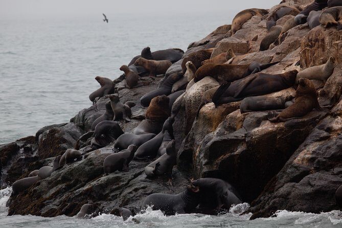 Lima: Palomino Islands, swim with sea lions in the Pacific Ocean - Key things to know before you go