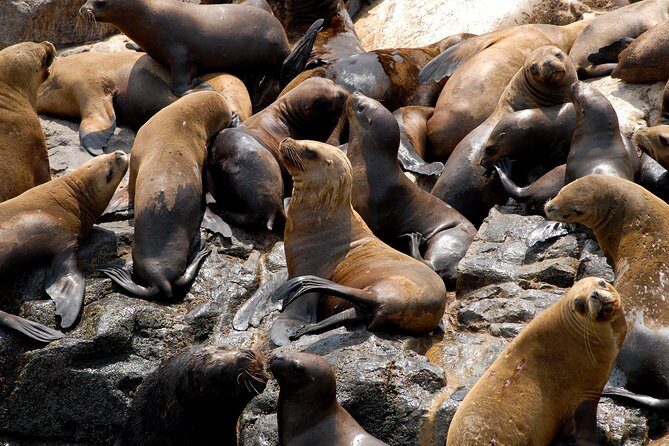 Lima: Palomino Islands, swim with sea lions in the Pacific Ocean - Palomino Islands: why this sea lion swim feels so special