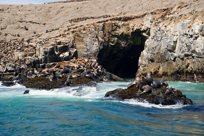 Lima: Palomino Islands, swim with sea lions in the Pacific Ocean - What’s included vs. not included (and how that affects your budget)