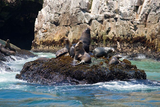 Lima: Palomino Islands, swim with sea lions in the Pacific Ocean - Weather matters: when the tour runs and when it gets adjusted