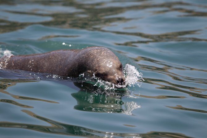Lima: Palomino Islands, swim with sea lions in the Pacific Ocean - The road and the view: what the trip out to sea is like