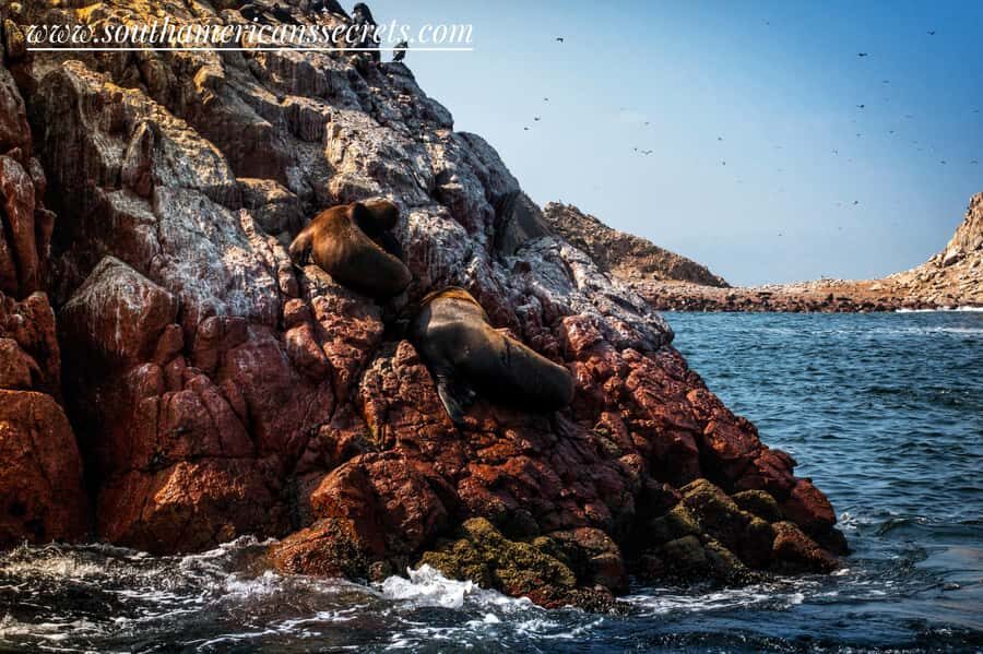 Lima: Paracas & Huacachina Oasis Day Trip with Wine & Dunes - Who This Tour Fits Best (and Who Might Prefer Something Simpler)