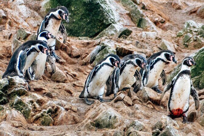 Lima: Paracas Reserve, Slave Tunnels & Ballestas Islands Full Day - The 5:30 am start, and why this tour needs a comfy-plan mind